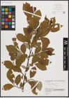 Foto von Salix caprea L.